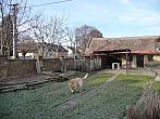 Třibřichy